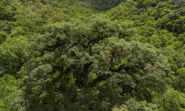 tropical forest Brazilian Amazon