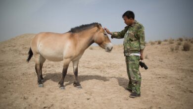 CHINA-RUSSIA-ENVIRONMENT-ANIMAL