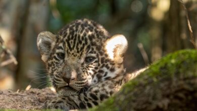 jaguar cub Argentina