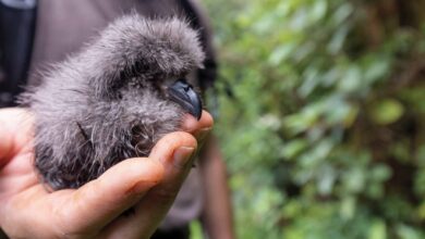 A Galápagos petrel chick.