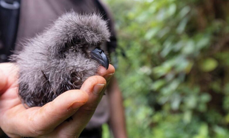 A Galápagos petrel chick.