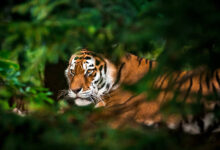 Tiger in forest