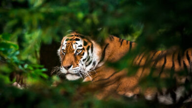 Tiger in forest