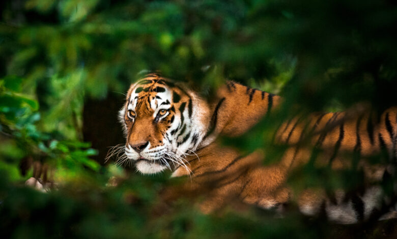 Tiger in forest