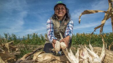 Corn farmer woman in Mexico