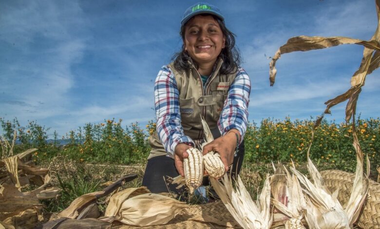 Corn farmer woman in Mexico