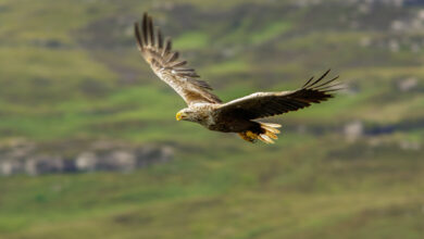 White-Tailed Eagle in flight