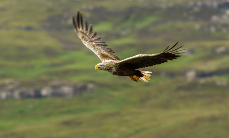 White-Tailed Eagle in flight