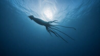 AI rendering of giant squid