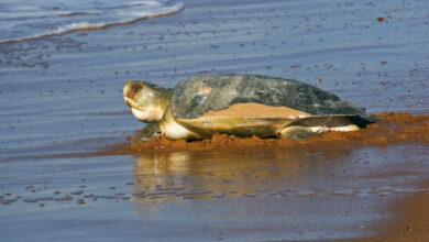 Australian flatback sea turtle (Natator depressus)