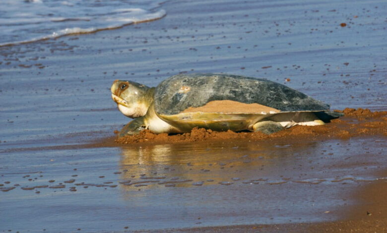 Australian flatback sea turtle (Natator depressus)