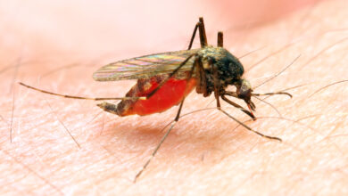Anopheles mosquito dangerous vehicle of a malaria infection.