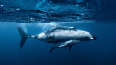 humpback mother with calf