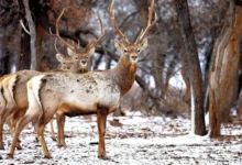 Bukhara deer