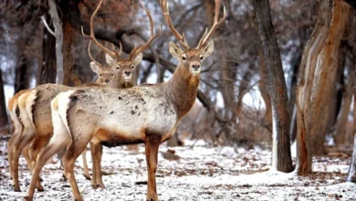 Bukhara deer