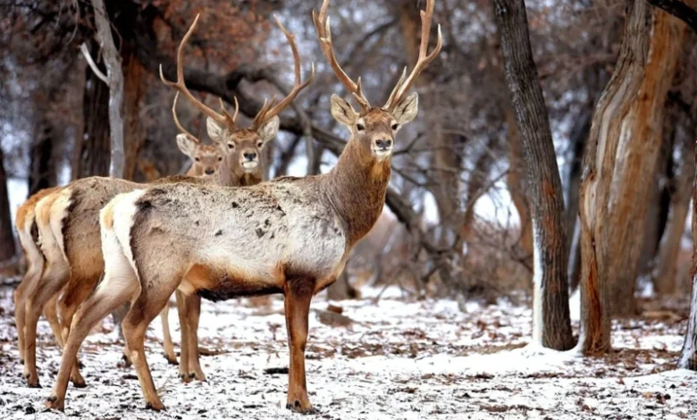 Bukhara deer
