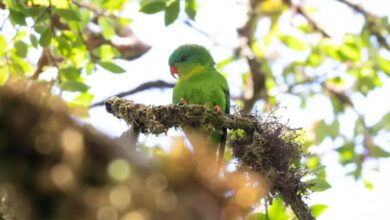 blue-fronted lorikeet
