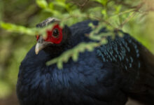 Vietnam pheasant