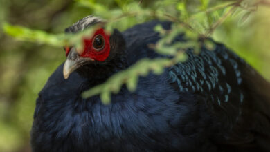 Vietnam pheasant