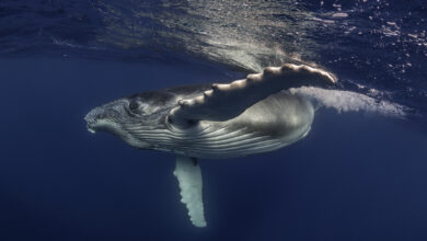 Humpback whale swimming at the surface.