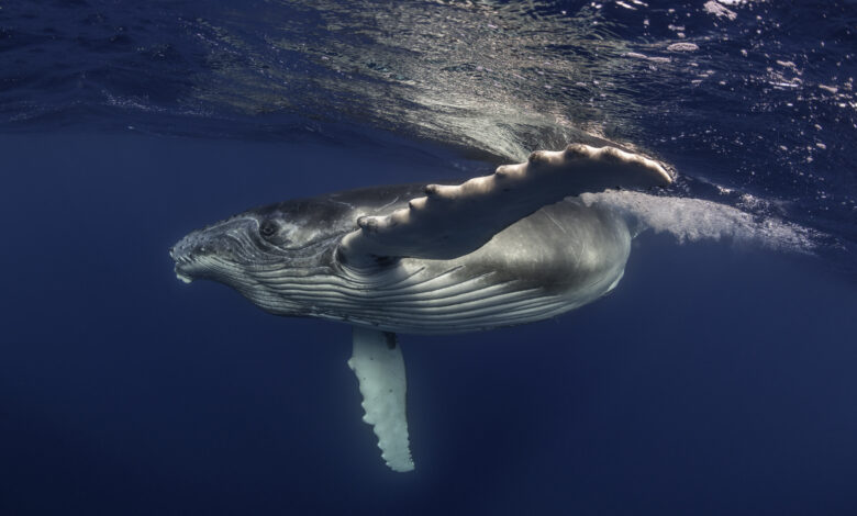 Humpback whale swimming at the surface.