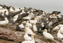 Northern gannets on Canada’s Bonaventure Island
