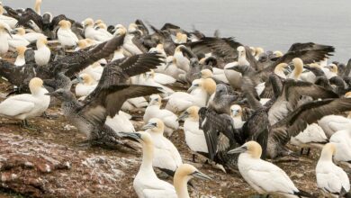 Northern gannets on Canada’s Bonaventure Island