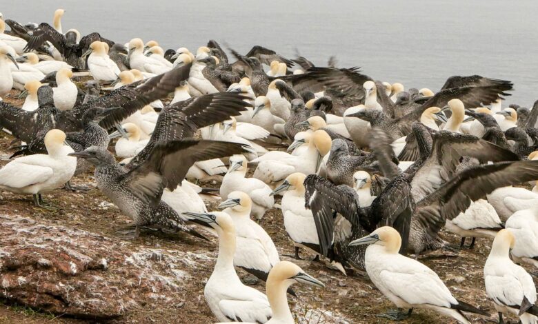 Northern gannets on Canada’s Bonaventure Island