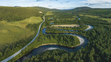 Beautiful forest and river summer landscape