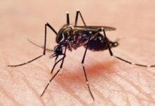 Mosquito on human skin