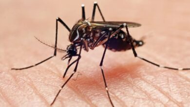 Mosquito on human skin