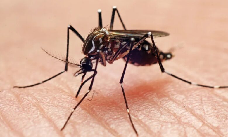 Mosquito on human skin