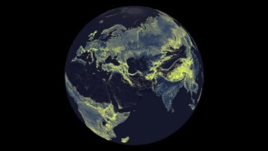 mycorrhizal-infrastructure-map