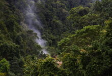 Amazon Peru