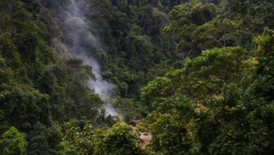 Amazon Peru