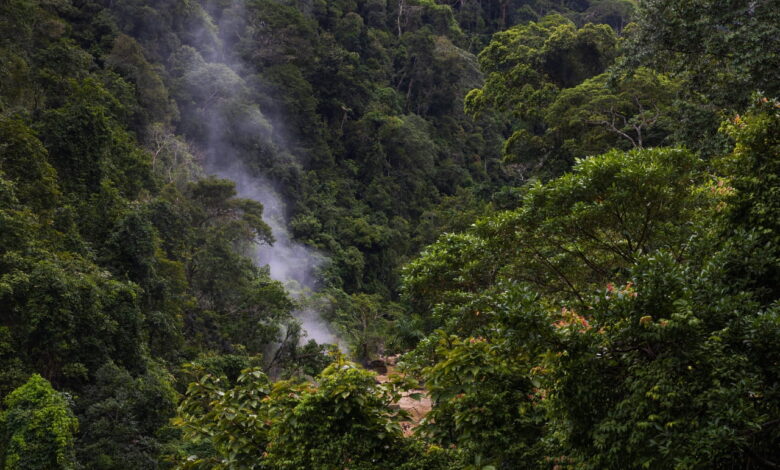 Amazon Peru