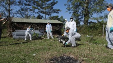 Vulture release in Nepal