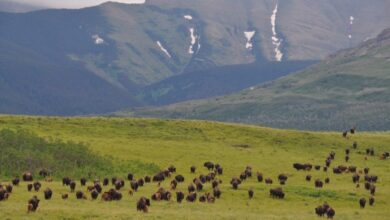 wild bison Canada