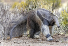 Close up view of a walking Giant anteater (Myrmecophaga tridactyla)