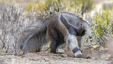 Close up view of a walking Giant anteater (Myrmecophaga tridactyla)