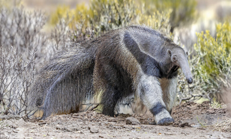 Close up view of a walking Giant anteater (Myrmecophaga tridactyla)