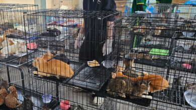 Vietnam police with rescued cats