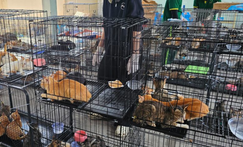Vietnam police with rescued cats