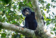 Newly discovered monkey in DRC