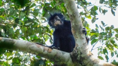 Newly discovered monkey in DRC