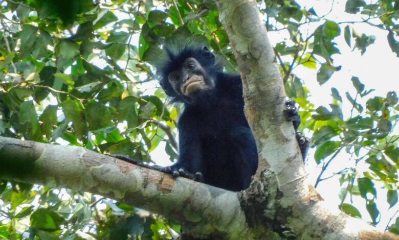Newly discovered monkey in DRC