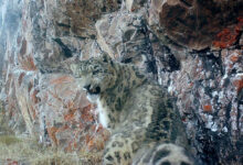 Snow leopard caught on camera in Kyrgyzstan