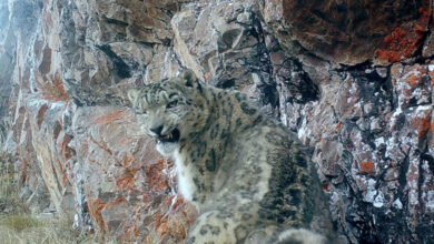 Snow leopard caught on camera in Kyrgyzstan