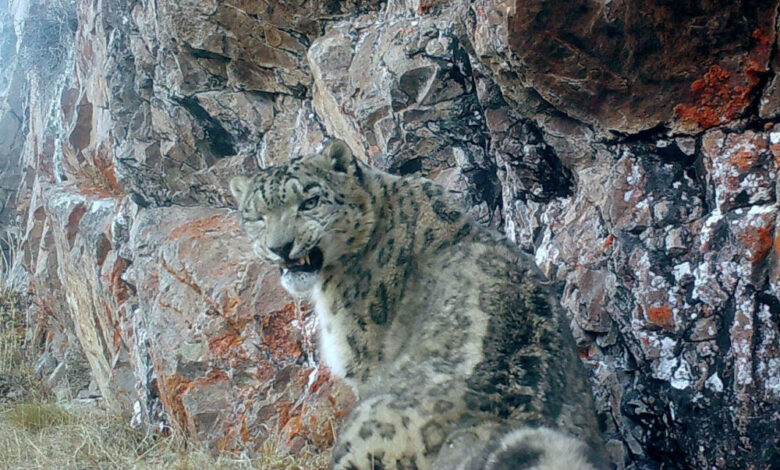 Snow leopard caught on camera in Kyrgyzstan