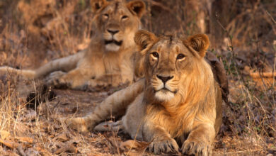 Asiatic Lion (Panthera leo persica)